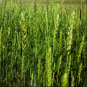 Fridge Winter Triticale