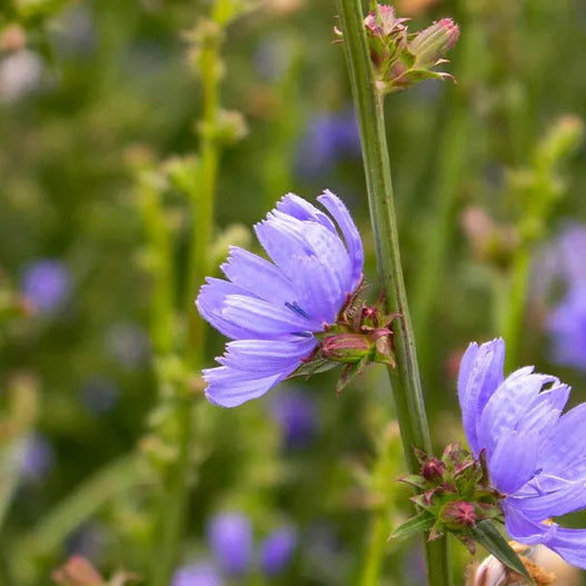 Chicory, Antler