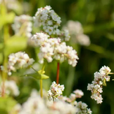 Buckwheat