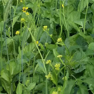 Cabbage, African Forage