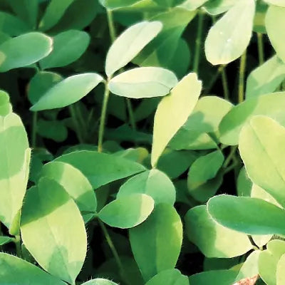 Clover, Berseem Balady 1 (raw)