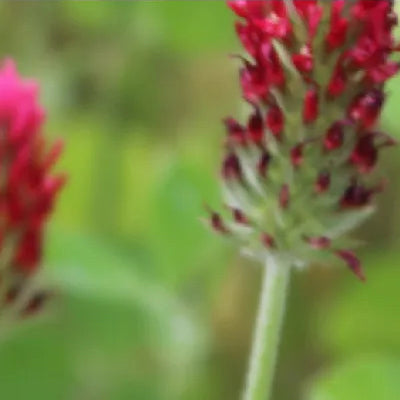 Clover, Crimson Dixie (raw)