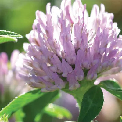 Clover, Medium Red (raw)