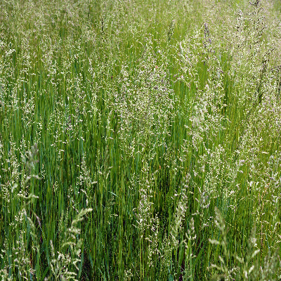 Fescue, Brutus (Endophyte-free)