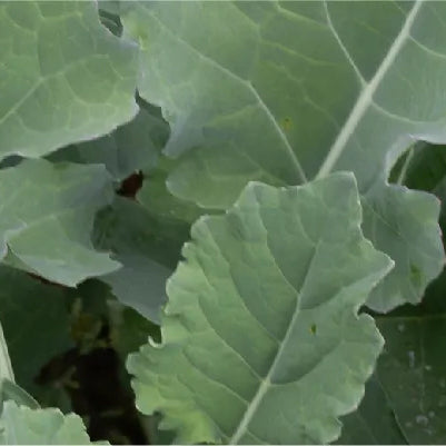 Kale, Bayou