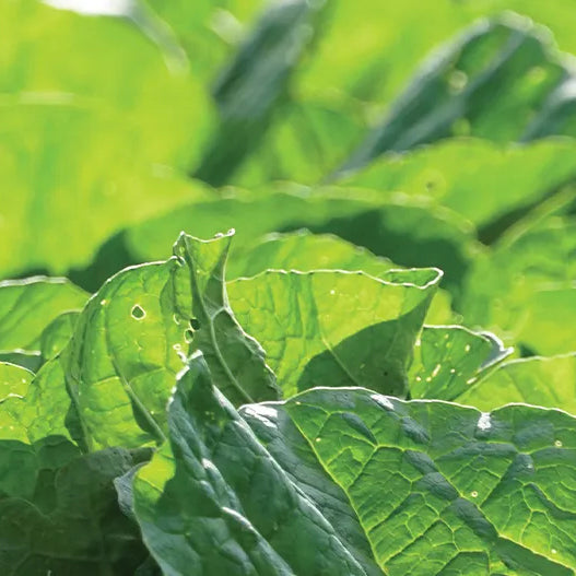 Mustard, Shield Broadleaf