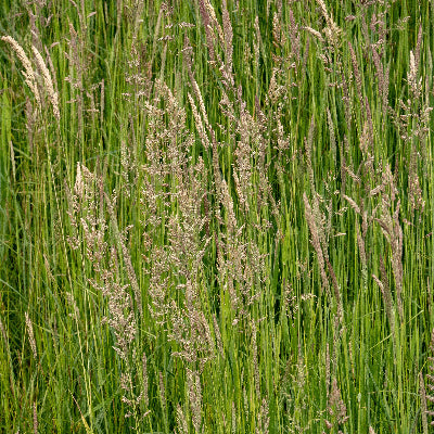 Orchardgrass, Potomac
