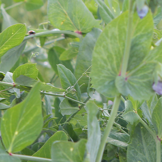 Peas, 4010 (totes)