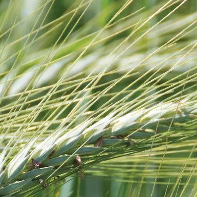 Winter Rye
