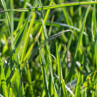 Annual Ryegrass, Bounty