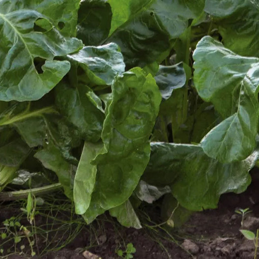 Sugar Beet, Newbie non-GMO