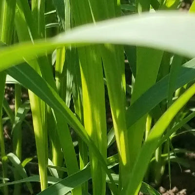 Sudangrass, Piper