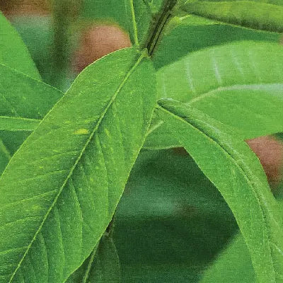 Sunn Hemp