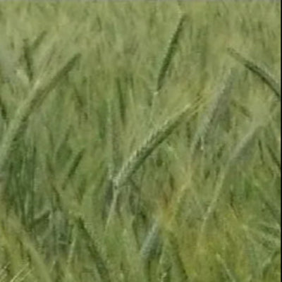Bobcat Winter Triticale