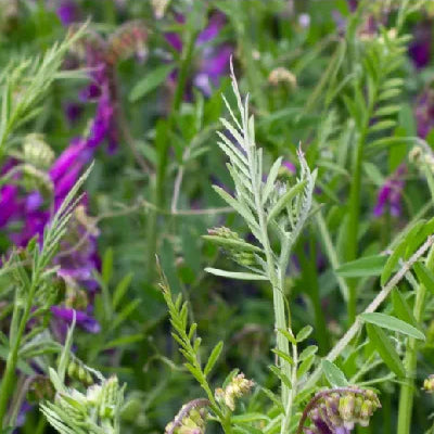 Vetch, Vital Hairy (raw)