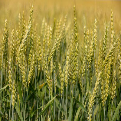 Winter Wheat
